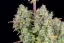 Fast Buds Cannabis Seeds Wedding Cheesecake Auto