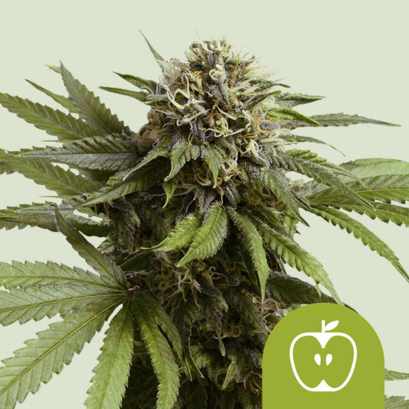 Royal Queen Seeds კანაფის თესლი Apple Fritter Auto