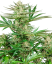 Sensi Seeds კანაფის თესლი Malibu OG Gold Feminized, 3-10 ც.