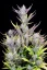 Fast Buds Cannabis Seeds Svadobné lepidlo Auto