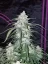 Fast Buds Cannabis Seeds Pineapple Express Auto