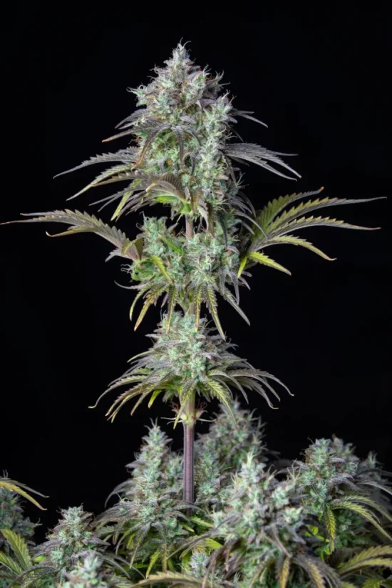 Fast Buds კანაფის თესლი Big Bud Auto