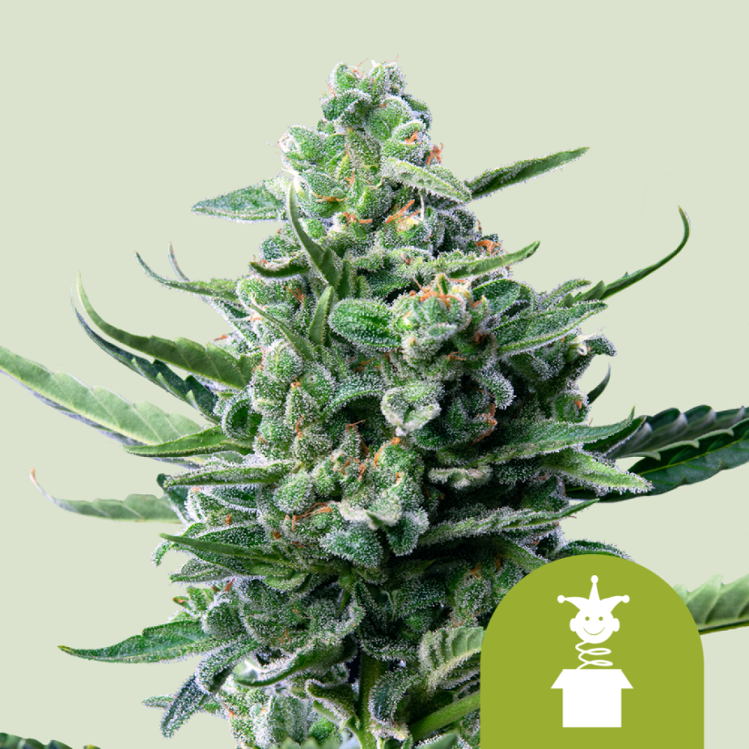 Royal Queen Seeds Hạt giống cần sa Royal Jack Auto