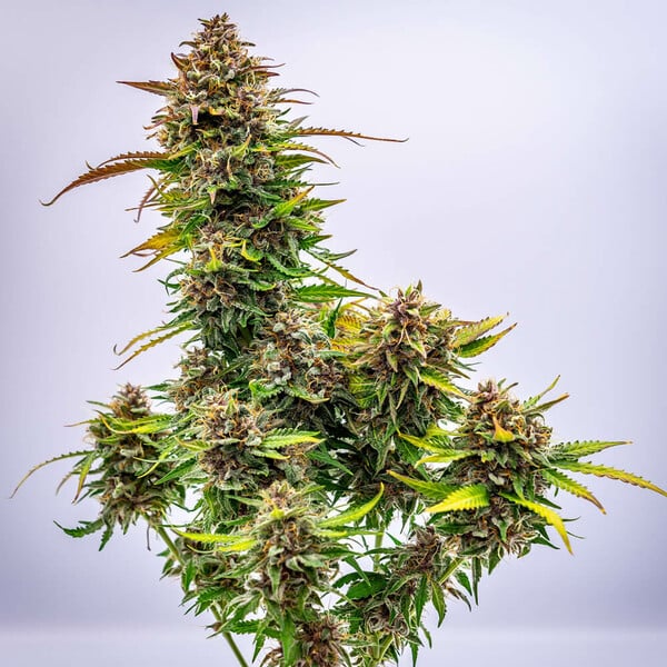 Royal Queen Seeds Семена от канабис Bubble Kush Auto