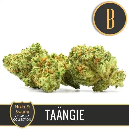 Blimburn Seeds Насіння коноплі Taängie від Nikki Swami's Feminized