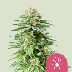 Royal Queen Seeds Cannabis Seeds White Widow Feminized