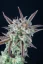 Fast Buds Cannabis Seeds Strawberry Banana Auto