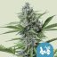 Royal Queen Seeds Cannabis Seeds Fast Eddy Auto (High CBD)