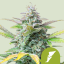 Royal Queen Seeds Семена от канабис Quick One Auto