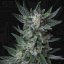 T.H.Seeds™ Semi di Cannabis Auto Bubblegum, 5+1 Pack, femminizzati