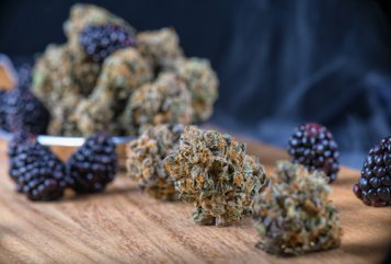 Terpenes in cannabis: what are their importance and uses?