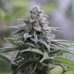 Silent Seeds Sementes de Cannabis Exóticas Zkittlez 2.0 Feminizadas