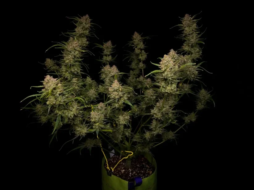 Fast Buds Cannabis Seeds Guava Auto