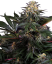 Sensi Seeds Cannabis Seeds Lockdown Kush Feminized, 3-10 tk