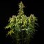 Royal Queen Seeds Semi di cannabis Royal Runtz Auto