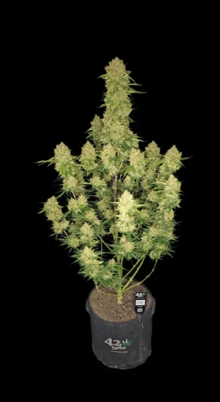 Fast Buds Cannabis Seeds Guava Auto