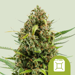 Royal Queen Seeds Sementes de Cannabis Diesel Auto