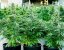 Royal Queen Seeds Kenevir Tohumu Titan F1 Auto