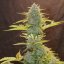 Royal Queen Seeds Hanfsamen Fat Banana Auto