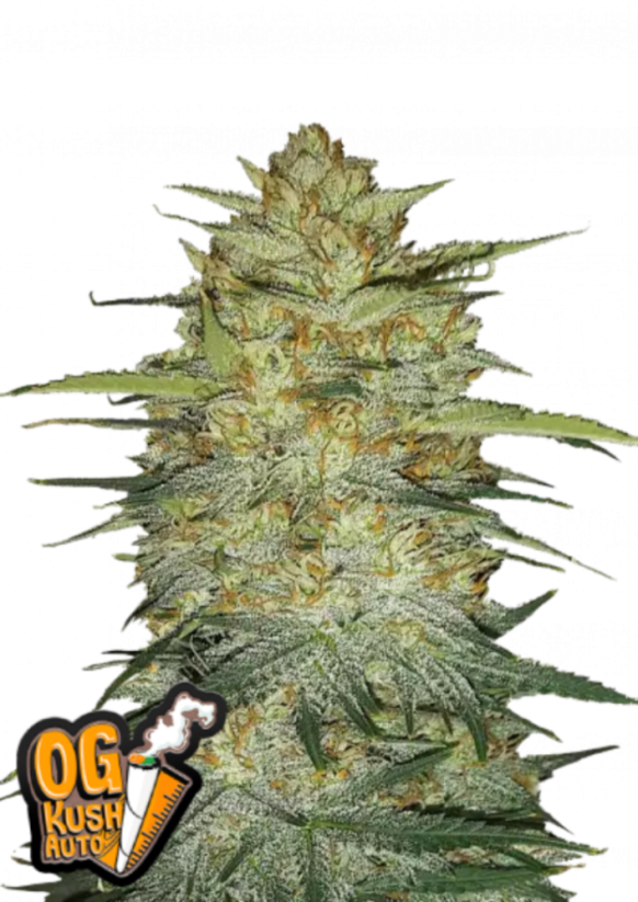 Fast Buds Żrieragħ tal-Kannabis OG Kush Auto