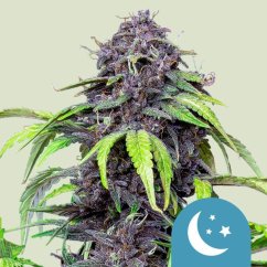 Royal Queen Seeds Cannabis Seeds Purplematic Auto (aukštas CBD)