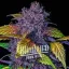 Blimburn Seeds Żerriegħa tal-Kannabis Purple Lemonade Auto