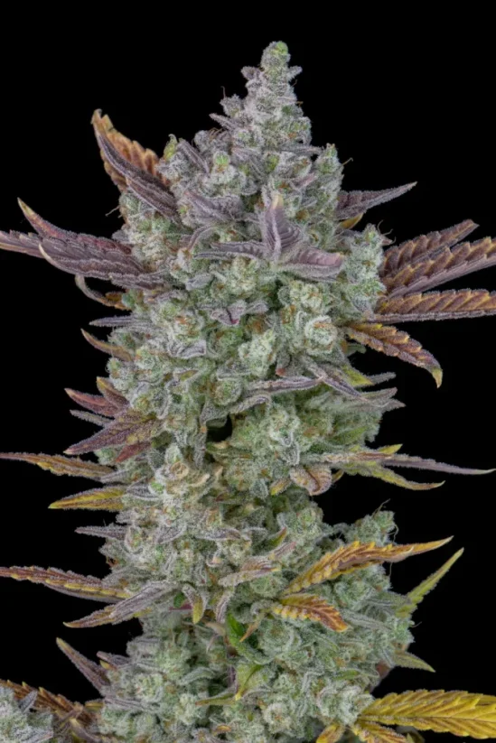 Fast Buds Esrar Tohumları Gorilla Kurabiyeleri Otomatik