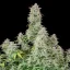 Graines de cannabis Fast Buds Forbidden Runtz Auto