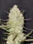 Fast Buds Nasiona konopi Tropicana Cookies Auto