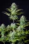 Fast Buds Cannabis Seeds Kosher Cake Auto