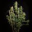 Royal Queen Seeds Cannabis Seeds Hulkberry Auto