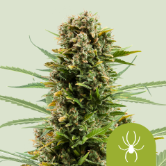 Royal Queen Seeds კანაფის თესლი თეთრი ქვრივი ავტო