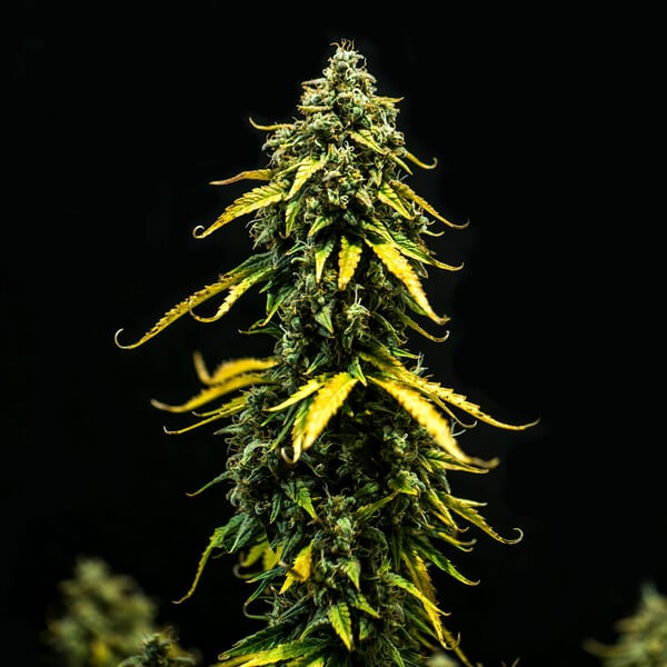 Royal Queen Seeds Esrar Tohumları Royal Haze Auto