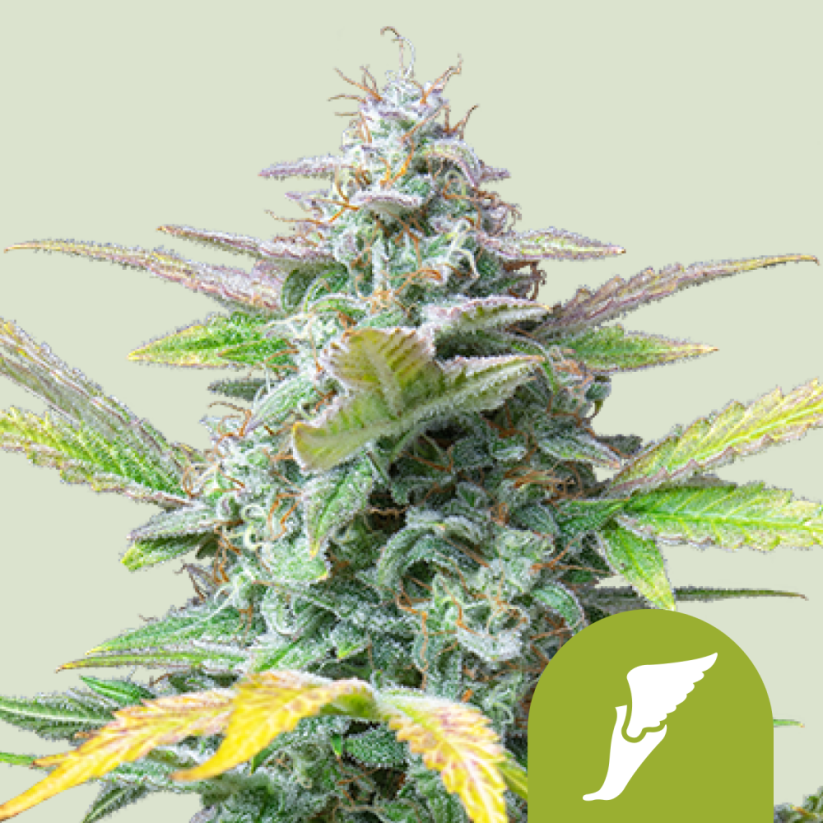 Royal Queen Seeds Насіння коноплі Quick One Auto