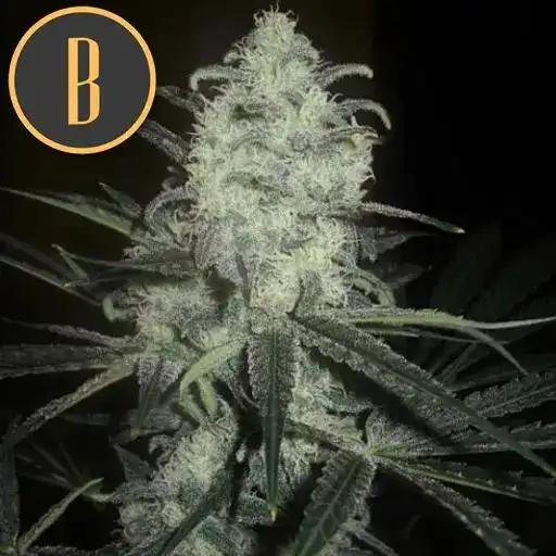 Blimburn Seeds Cannabis Seeds Original Clon Feminized