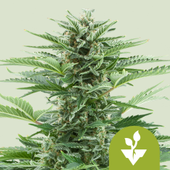 Royal Queen Seeds კანაფის თესლი Easy Bud Auto