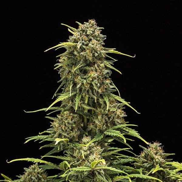 Royal Queen Seeds კანაფის თესლი Sweet Skunk Auto