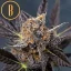 Blimburn Seeds Насіння коноплі Tangie Auto