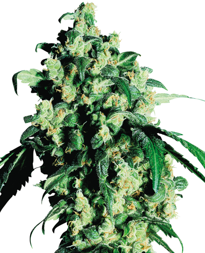 Sensi Seeds Sementes de Cannabis Super Skunk® Feminizadas, 3-25 unidades