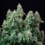 Royal Queen Seeds Semi di cannabis Amnesia Haze Auto