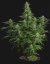 Royal Queen Seeds Semillas de Marihuana Milky Way F1 Auto