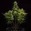 Royal Queen Seeds Graines de cannabis Sweet Skunk Auto