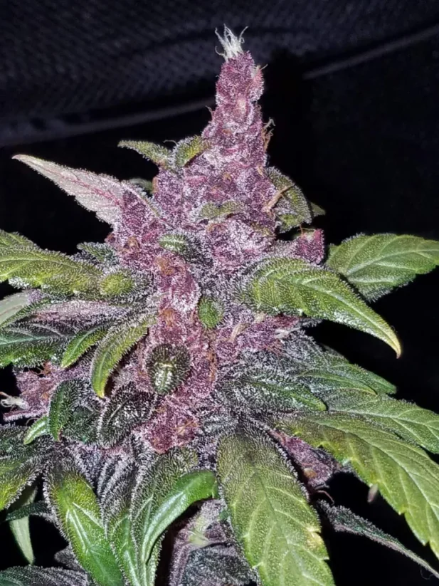 Fast Buds Cannabis Seeds LSD-25 Auto