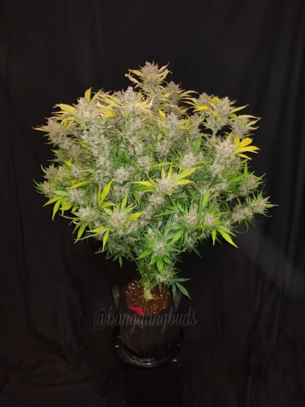 Fast Buds Hanfsamen C4 Auto