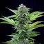 Royal Queen Seeds Cannabis Seeds Fast Eddy Auto (High CBD)