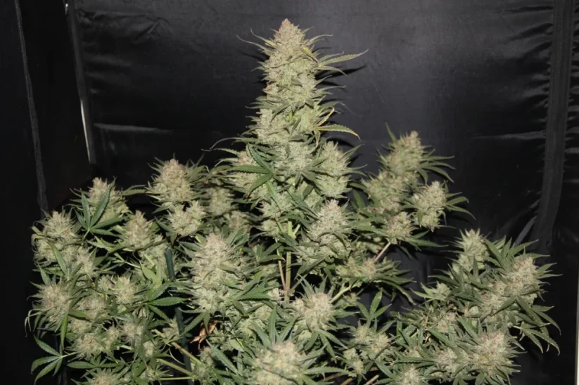 Fast Buds Cannabis Seeds OG Kush Auto