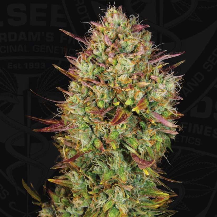 T.H.Seeds™ Cannabis Seeds Auto MK-Ultra™, eri pakkaus, feminisoitu