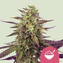 Royal Queen Seeds Semi di cannabis Latte di cereali femminizzati