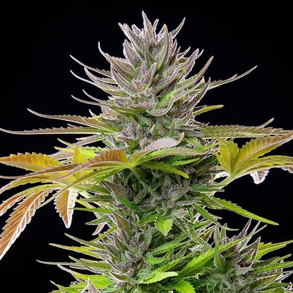 Royal Queen Seeds Kannabisfræ AMG femíniserað