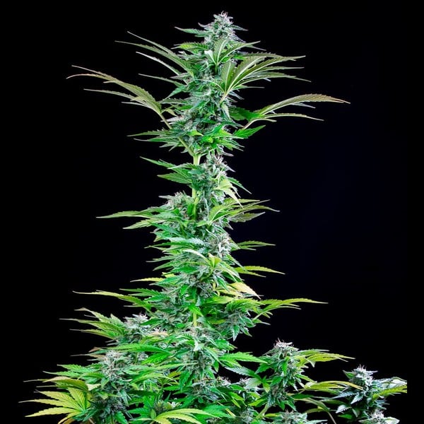 Royal Queen Seeds Cannabis Seeds Critical Feminized